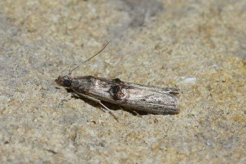 Nephopterix angustella